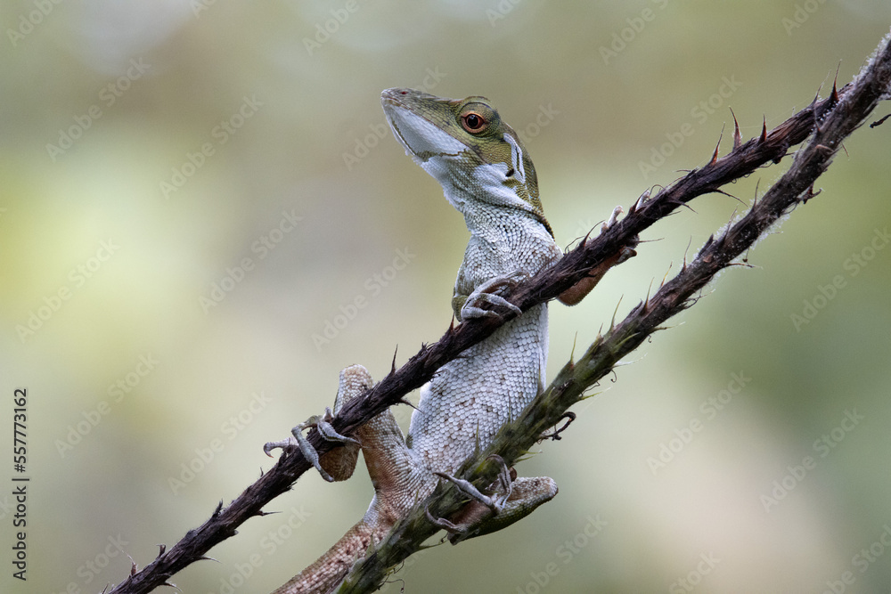 Anolis in Costa Rica in latinoamerica during vacation time. Clound Forest.