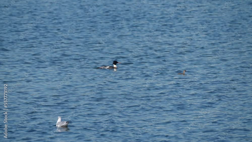 red breasted merganser in a sea red breasted merganser in a sea