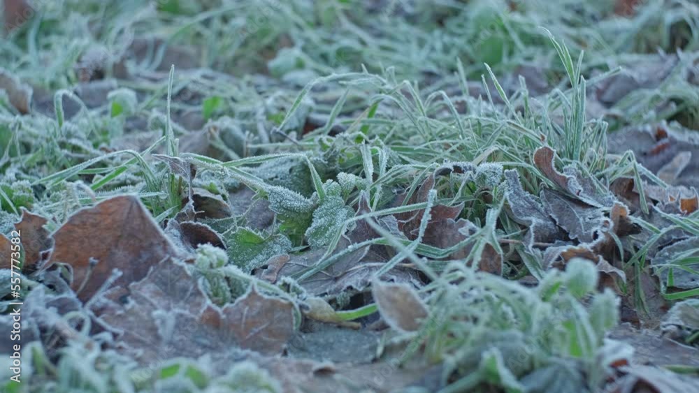Meadow Plants and Grass Covered in Rime Ice Hoarfrost on Cold Morning Meadow Plants and Grass Covered in Rime Ice Hoarfrost on Cold Morning