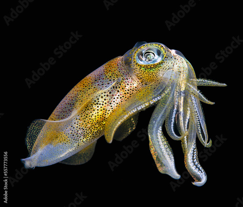 Bigfin reef squid (Sepioteuthis lessoniana)  Squids (Teuthida)  Indonesia, 40 cm  photo
