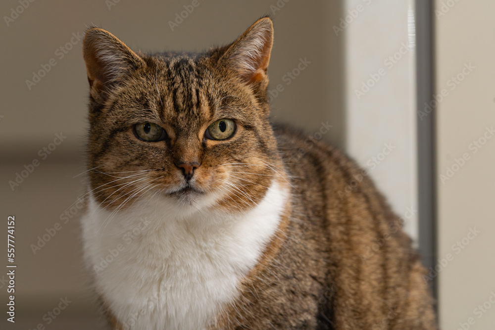Portrait of a cat Portrait of a cat