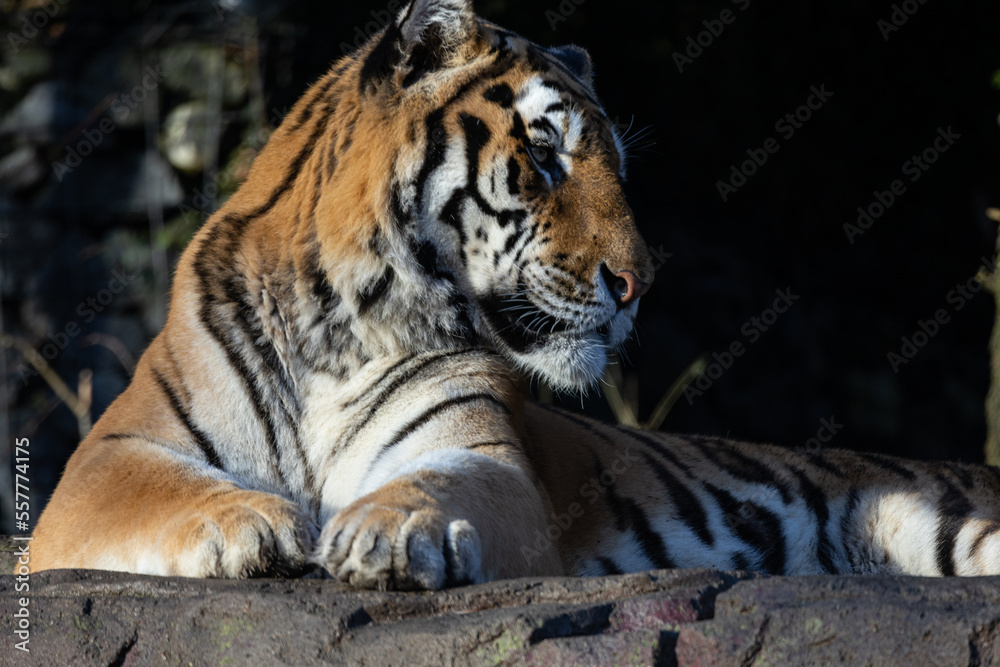 Tigers are usually solitary and feed mostly on larger ungulates. They inhabit a wide variety of habitats, such as tropical rain forests, grasslands or swamp areas. Tigers are usually solitary and feed mostly on larger ungulates. They inhabit a wide variety of habitats, such as tropical rain forests, grasslands or swamp areas.