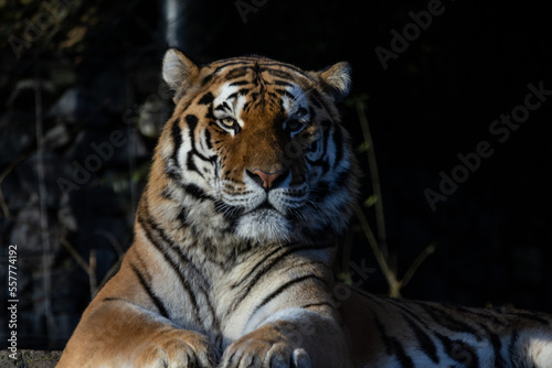 Tigers are usually solitary and feed mostly on larger ungulates. They inhabit a wide variety of habitats, such as tropical rain forests, grasslands or swamp areas.