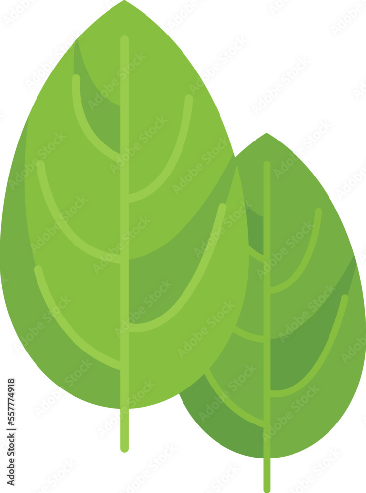 Botanical basil icon flat vector. Herb leaf. Cooking plant isolated Botanical basil icon flat vector. Herb leaf. Cooking plant isolated