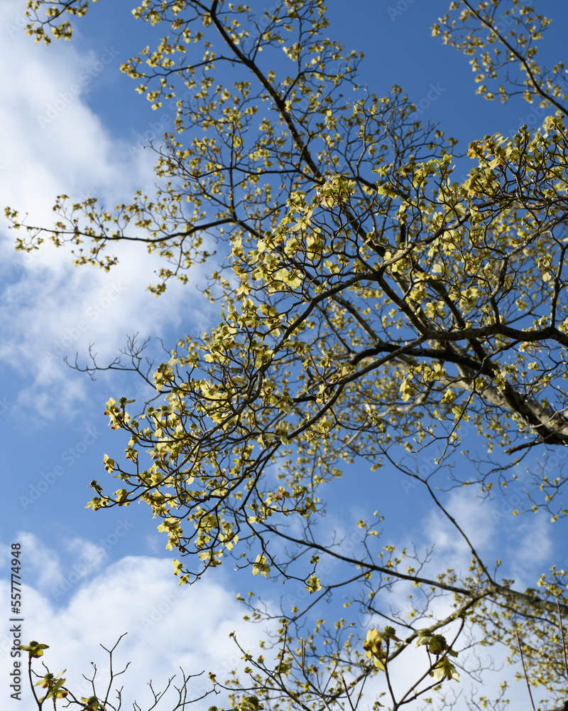 White Dogwood in Springtime in Blue Sky White Dogwood in Springtime in Blue Sky