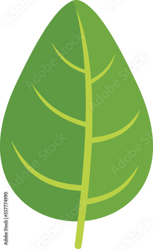 Aromatic basil icon flat vector. Spice leaf. Cooking plant isolated