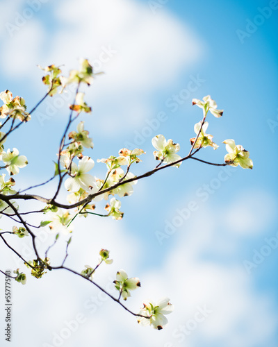 White Dogwood in Springtime in Blue Sky © Hansel