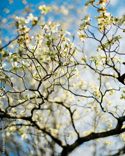 White Dogwood in Springtime in Blue Sky