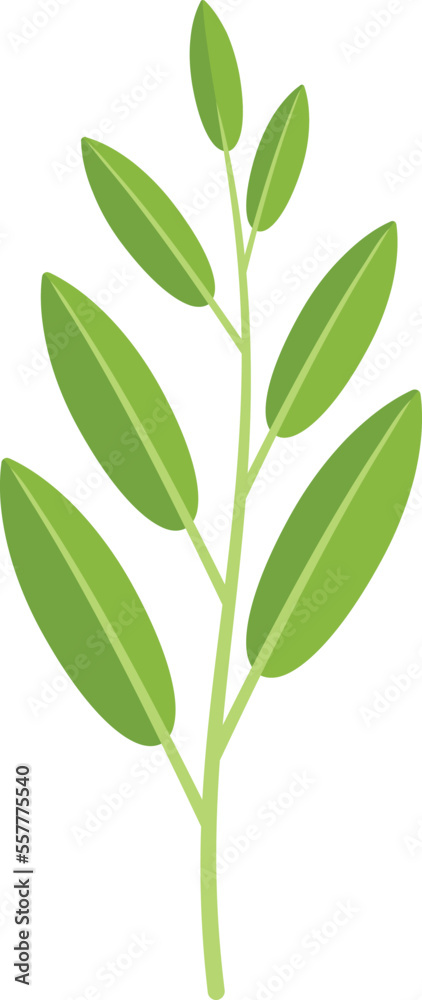 Sage plant icon flat vector. Herb leaf. Tea salvia isolated