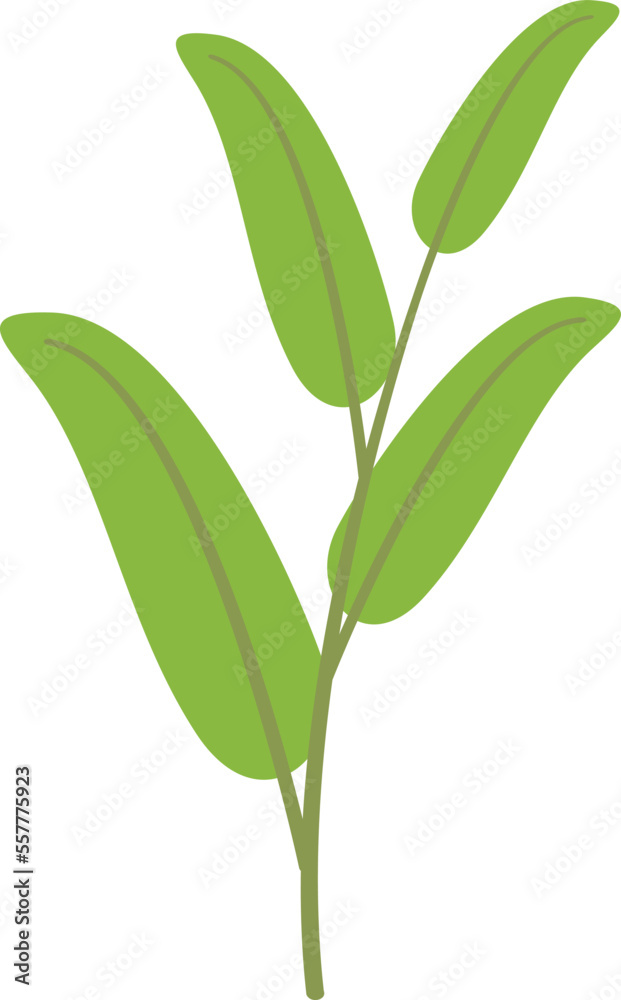 Obraz premium Aromatic sage icon flat vector. Leaf plant. Herb flower isolated