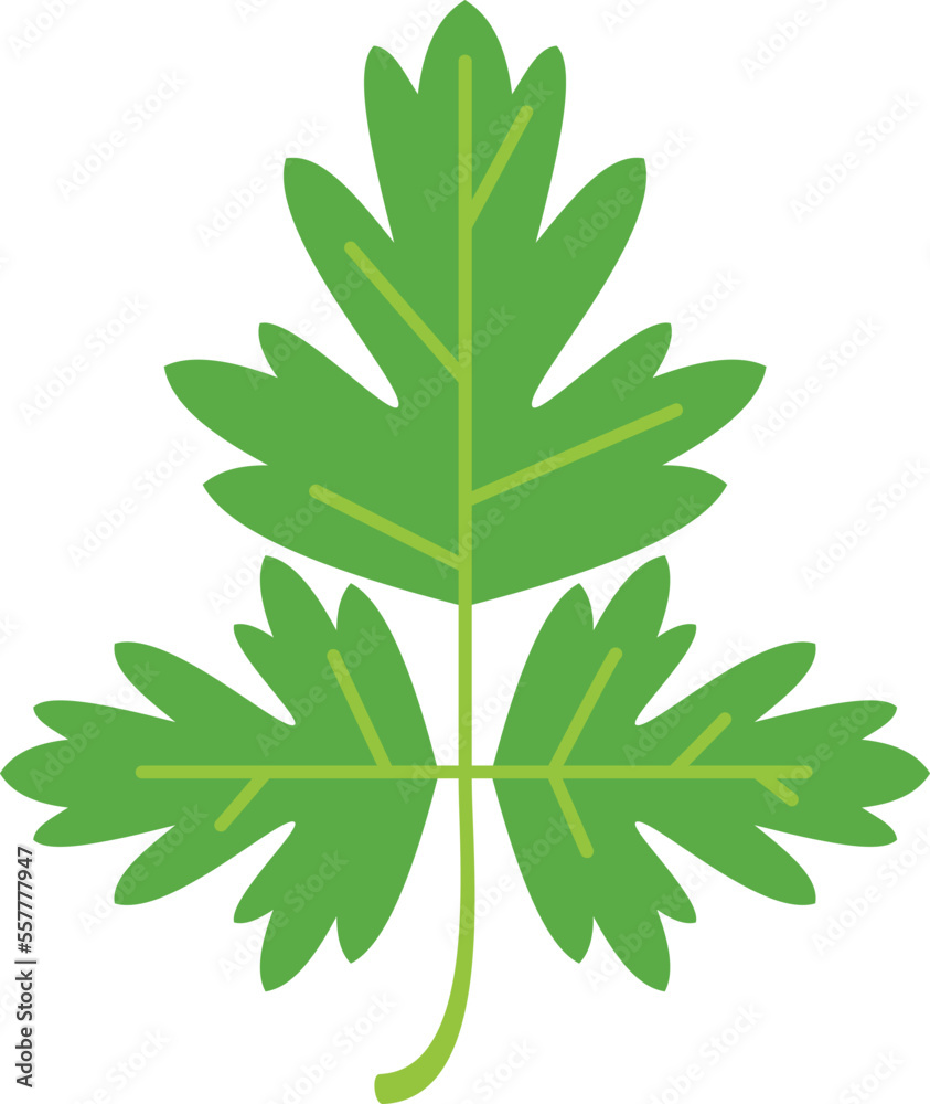 Fototapeta premium Parsley salad icon flat vector. Leaf herb. Basil plant isolated