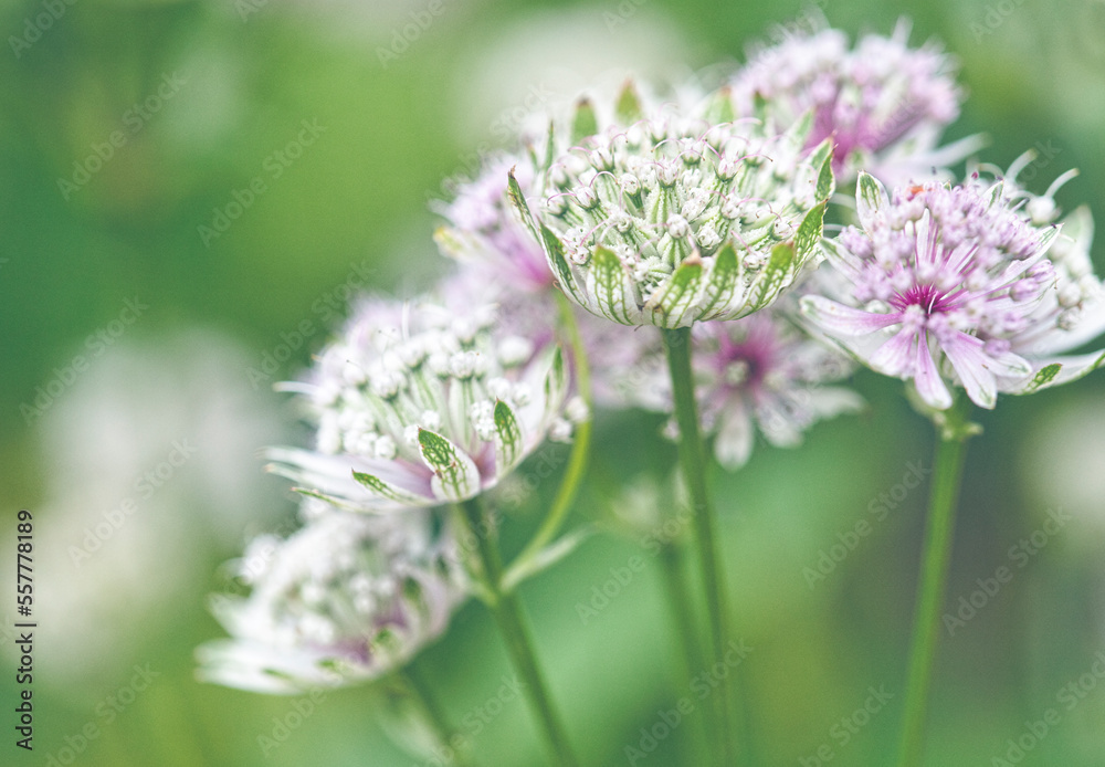 Clumps Of Great Masterwort Flowers At Hidcote Manor & Gardens Clumps Of Great Masterwort Flowers At Hidcote Manor & Gardens