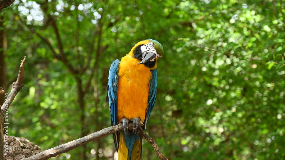 Papagayo