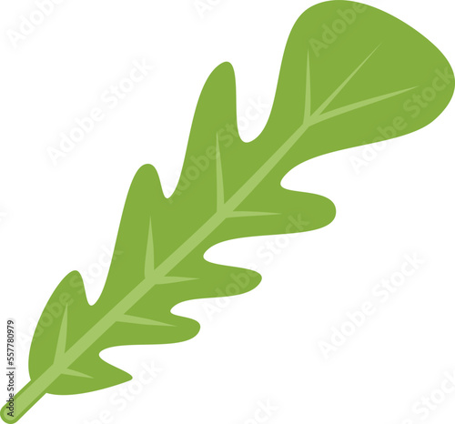 Cooking rucola icon flat vector. Arugula vegetable. Leaf plant isolated