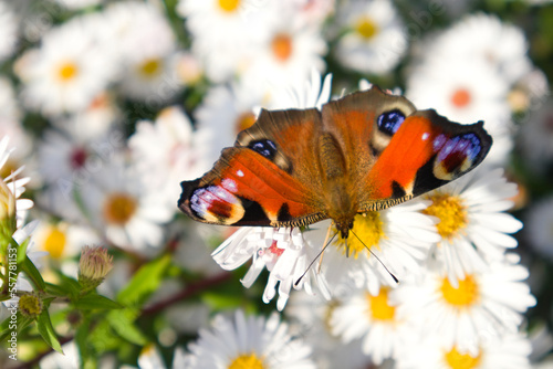 A butterfly (Aglais io, European peacock, peacock butterfly) on a field of white asters on a bright summer day.