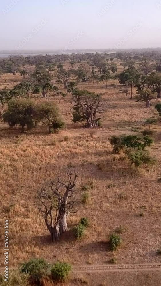 Vertical video of Dry grassland oasis with various tropical trees near river delta Vertical video of Dry grassland oasis with various tropical trees near river delta