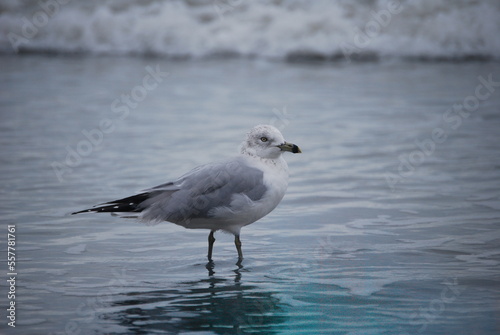 seagull on the beach 6