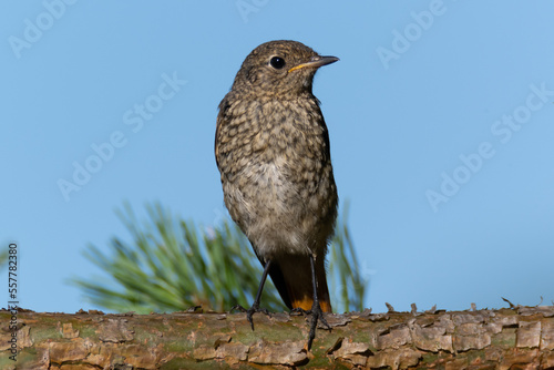 Female black redstart sitting on a spruce trunk. Young bird looking around for food. Tree bark and spruce needles in the background.