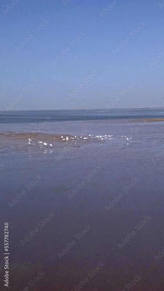 Vertical video of group of pink flamingo standing in shallow water and then starting flying Vertical video of group of pink flamingo standing in shallow water and then starting flying