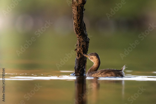 Little grebe found something to eat.