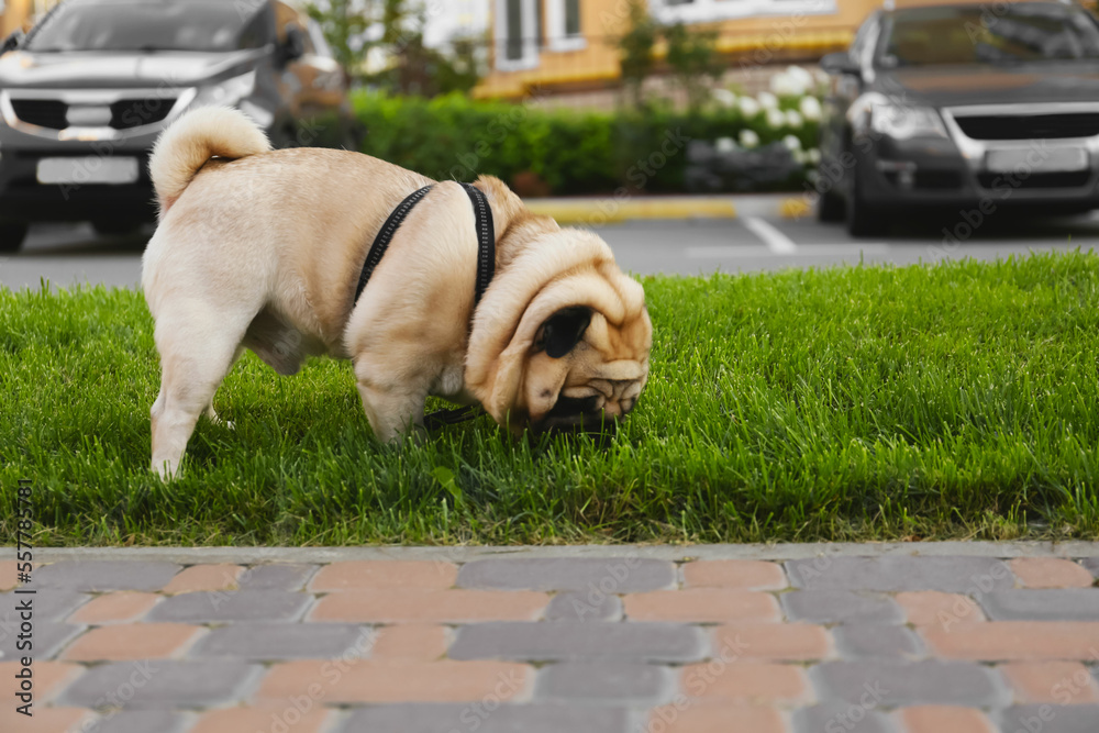 Cute pug on green lawn outdoors. Dog walking