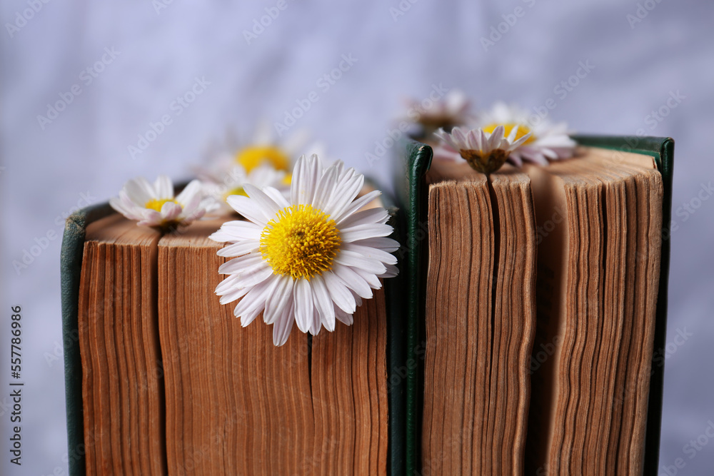Obraz premium Books with chamomile flowers as bookmark on light gray background, closeup