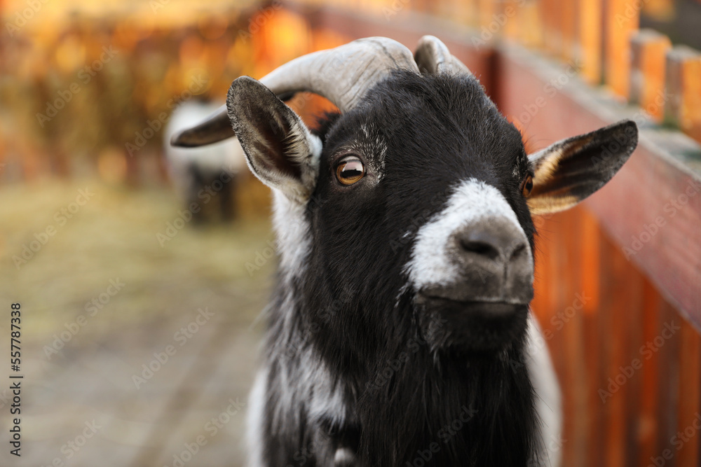 Cute goat inside of paddock in zoo, closeup view Cute goat inside of paddock in zoo, closeup view