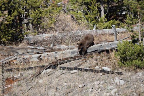 Black bear walking on fallen log 1