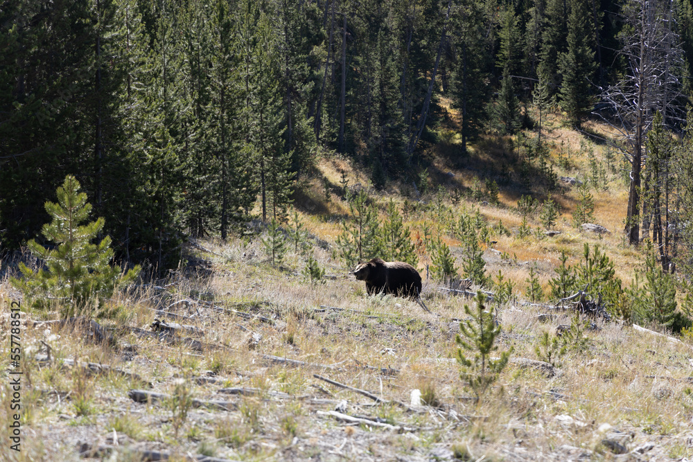 Grizzly bear in forest fat bear near winter 2 Grizzly bear in forest fat bear near winter 2