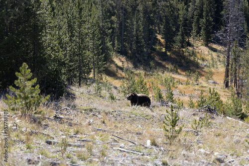 Grizzly bear in forest fat bear near winter 3