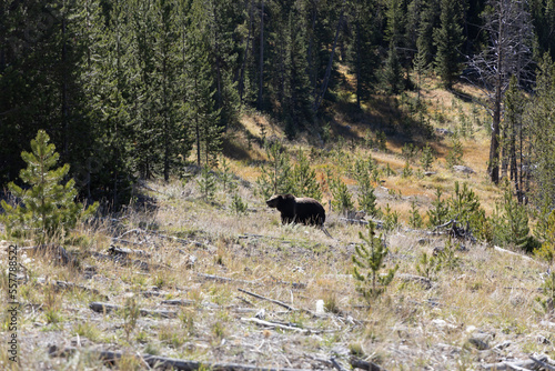 Grizzly bear in forest fat bear near winter 1