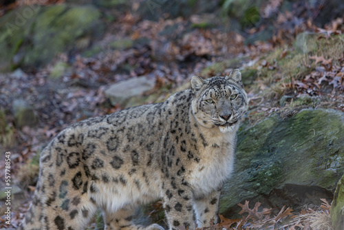 Snow Leopard Portrait In Mountain. Panthera Uncia Closeup With Rugged Ground Background.  © Gentle.Cam