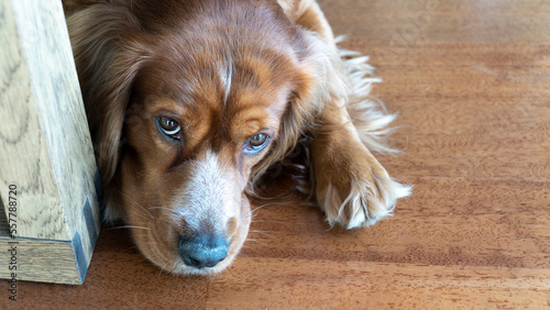 Portrait of dog lying on the ground at home and looking at the camera. Mixed breed dog. Mongrel dog mixing of American cocker and Irish setter.