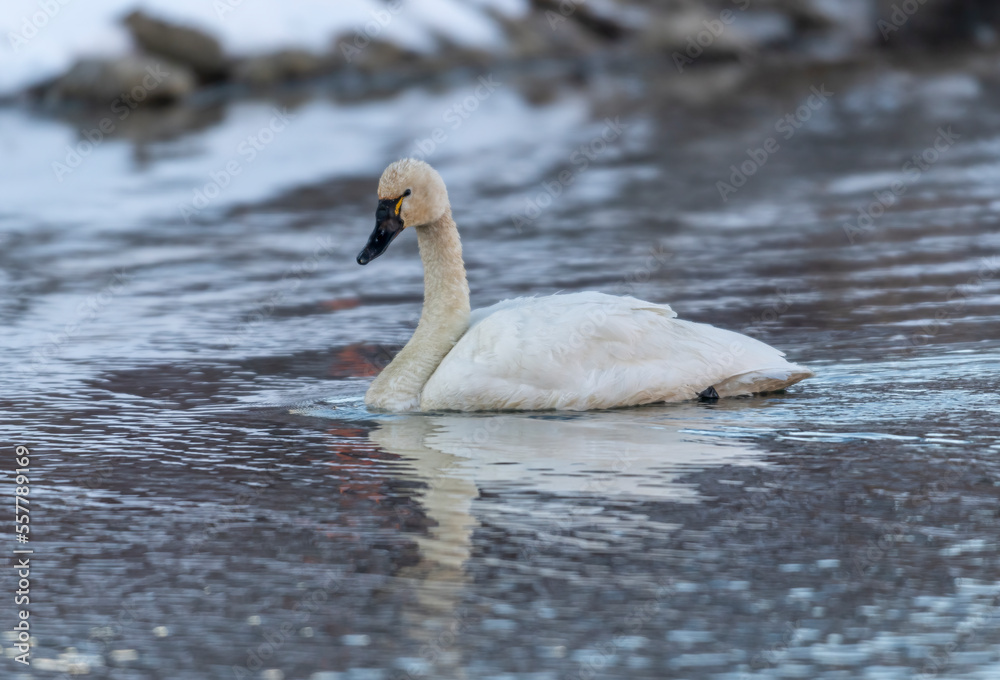 Tundra swan (Cygnus columbianus), Calgary, Prince's Island Park, Alberta, Canada Tundra swan (Cygnus columbianus), Calgary, Prince's Island Park, Alberta, Canada