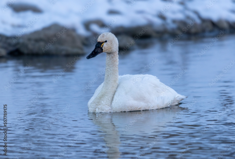 Tundra swan (Cygnus columbianus), Calgary, Prince's Island Park, Alberta, Canada Tundra swan (Cygnus columbianus), Calgary, Prince's Island Park, Alberta, Canada