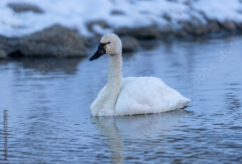 Tundra swan (Cygnus columbianus), Calgary, Prince's Island Park, Alberta, Canada