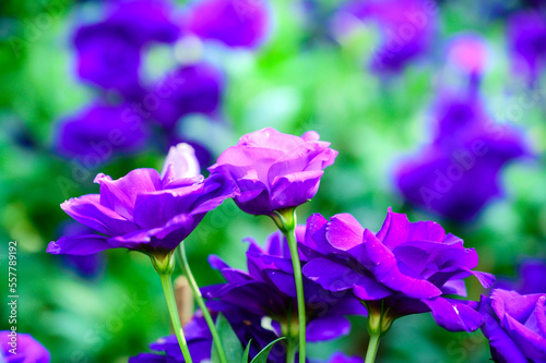 Purple Lisianthus Flowers in The Garden at Chiang Mai Flower Festival