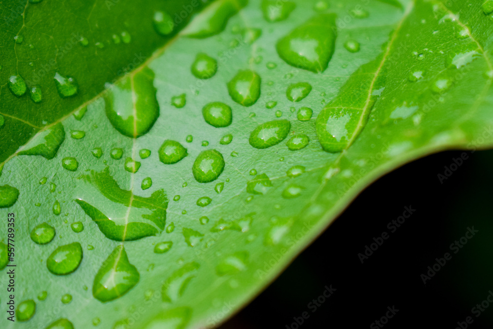 Fresh green leaves with raindrops Fresh green leaves with raindrops