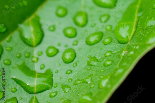 Fresh green leaves with raindrops