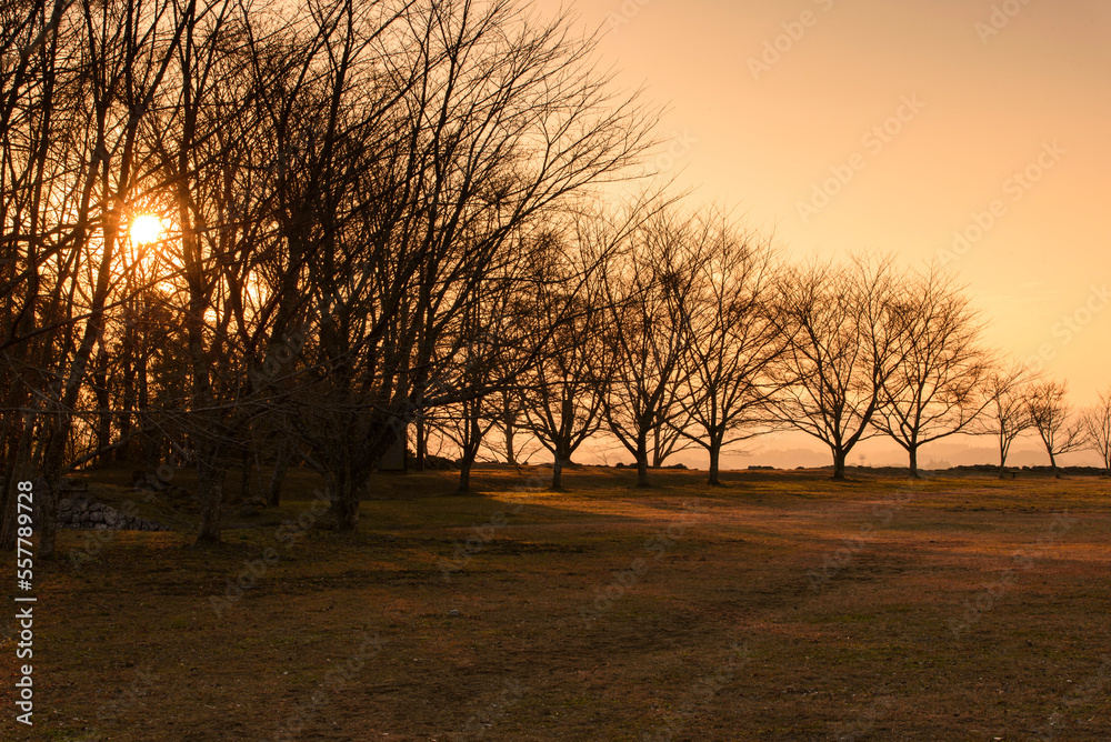 夕日と木