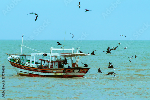 Campos dos Goytacazes, RJ, Brazil, 2022 - Frigatebirds and terns fight for fish trapped inside a fishing net of a fishing boat on Farol de Sao Tome Beach