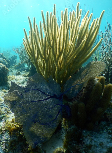 Costa Rica Sealife Pacific/Caribbean