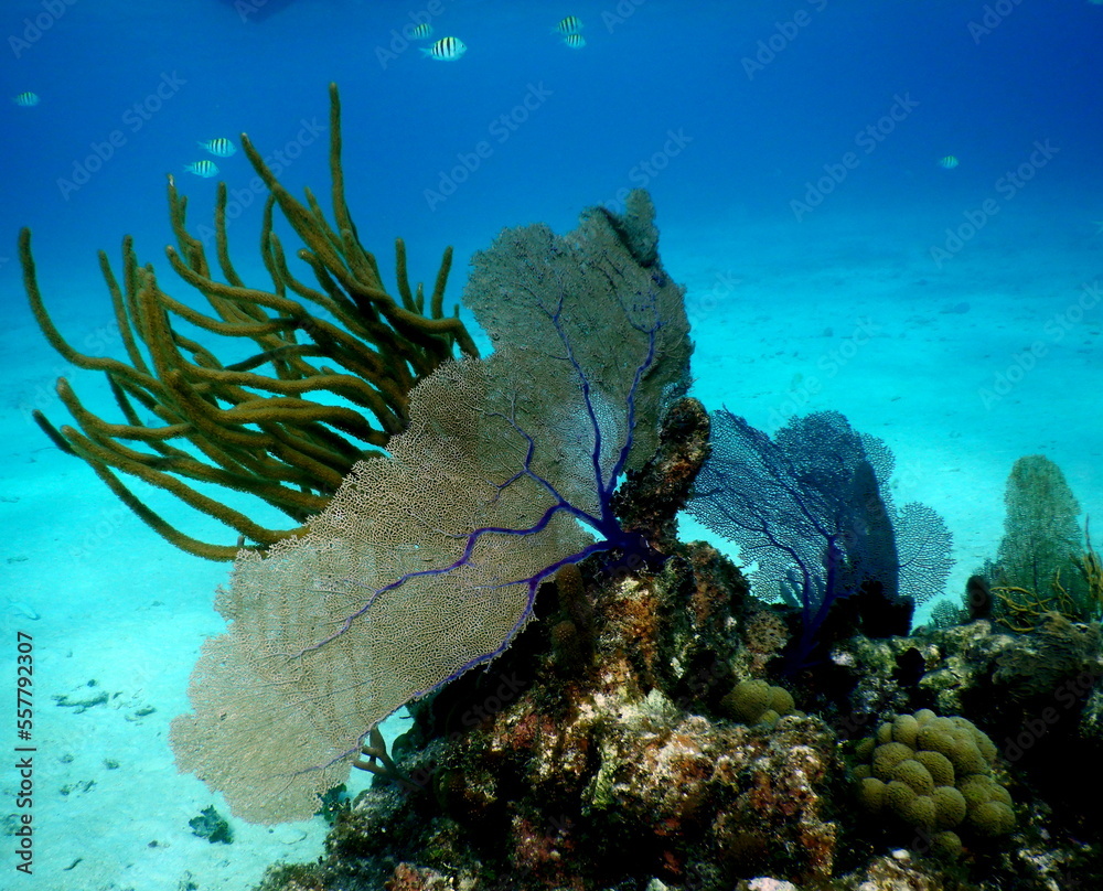 Fototapeta premium Costa Rica Sealife Pacific/Caribbean