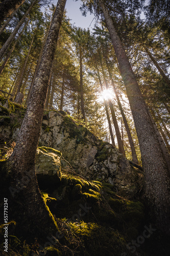 Towering trees