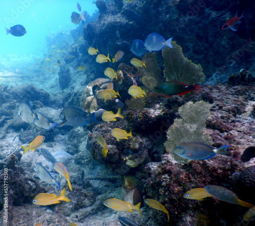 Under the sea  Caribbean sea life