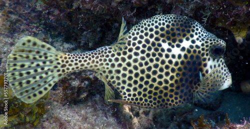 Costa Rica Sealife Pacific/Caribbean