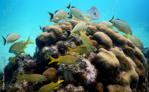 Under the sea, Caribbean sea life photo