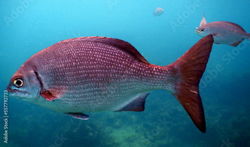 Under the sea, Caribbean sea life photo