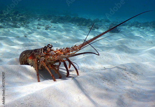 Under the sea, Caribbean sea life photo