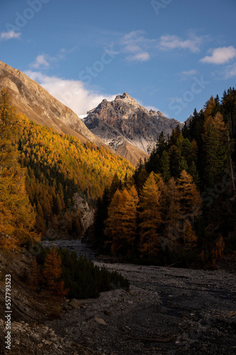 Larches in the Swiss National Park 2